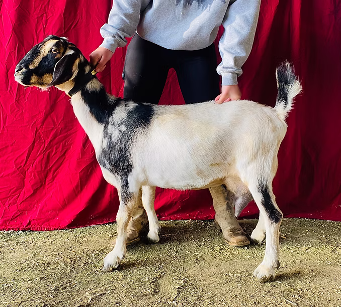 Green Gables E Pocahontas 4*P at Oak Spring Meadows Farm