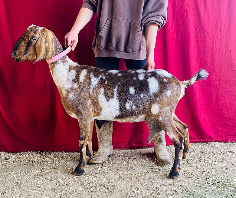 Oak Spring Meadow's Farm Bambi 2*P at Oak Spring Meadows Farm