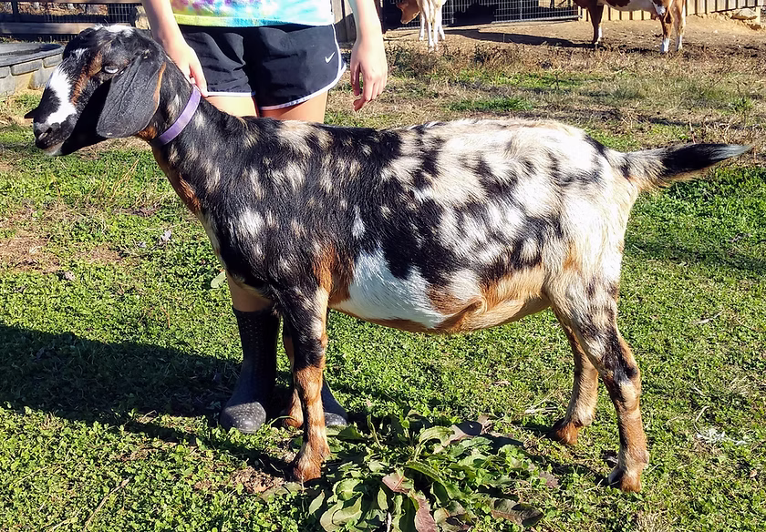 Oak Spring Meadow's Farm Paisley 2*P (Elsa) at Oak Spring Meadows Farm