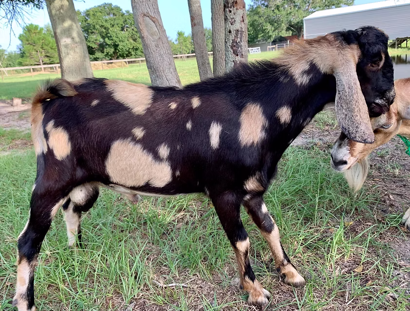 Rite Choice Need For Speed (Speedy) at Oak Spring Meadows Farm