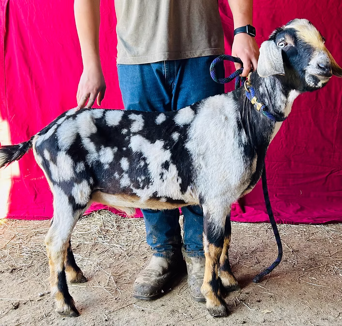 OSM Farms Gladiator *B at Oak Spring Meadows Farm