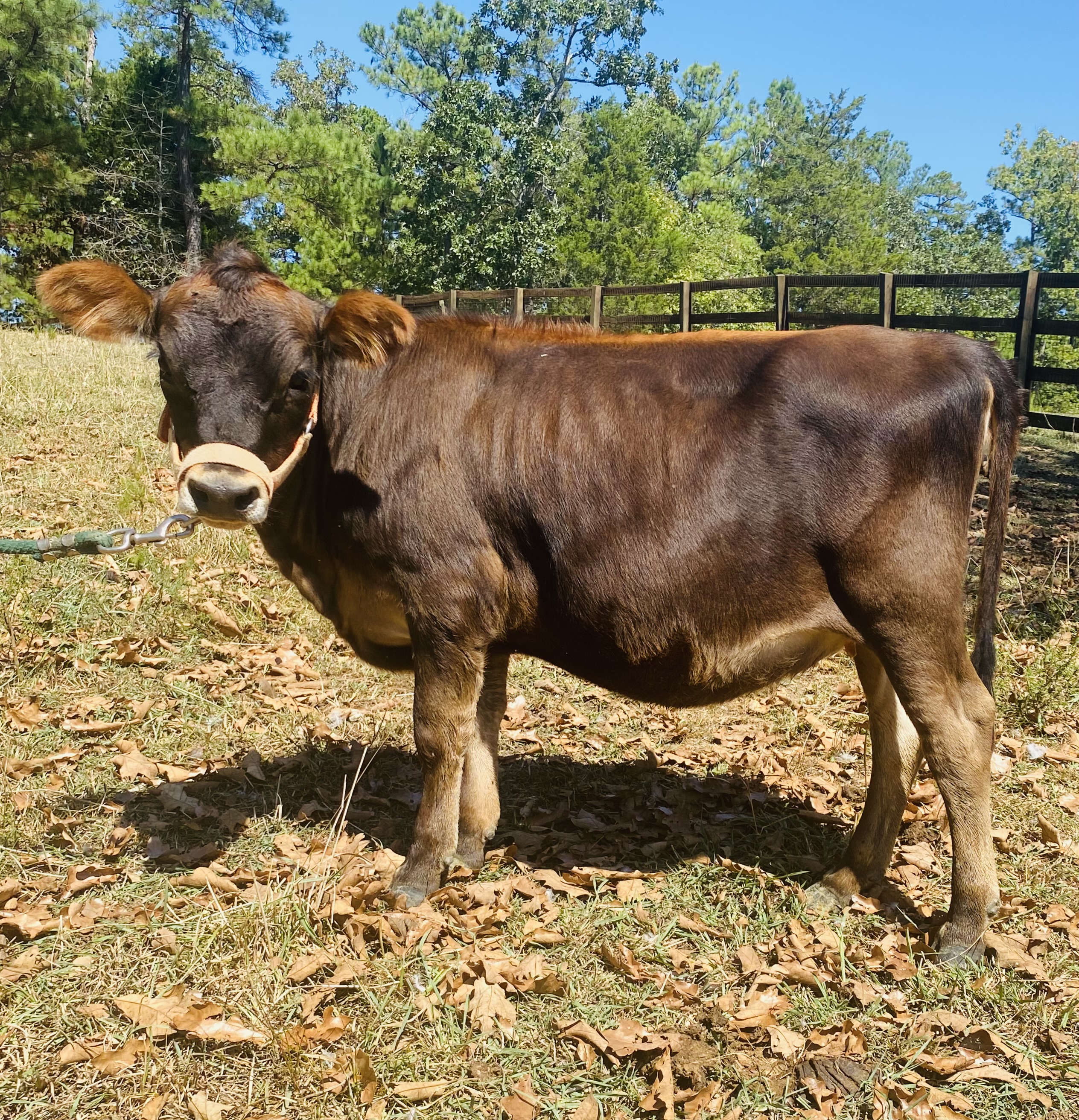 OSM Farms Athena-P, retired mini Jersey at Oak Spring Meadows Farm