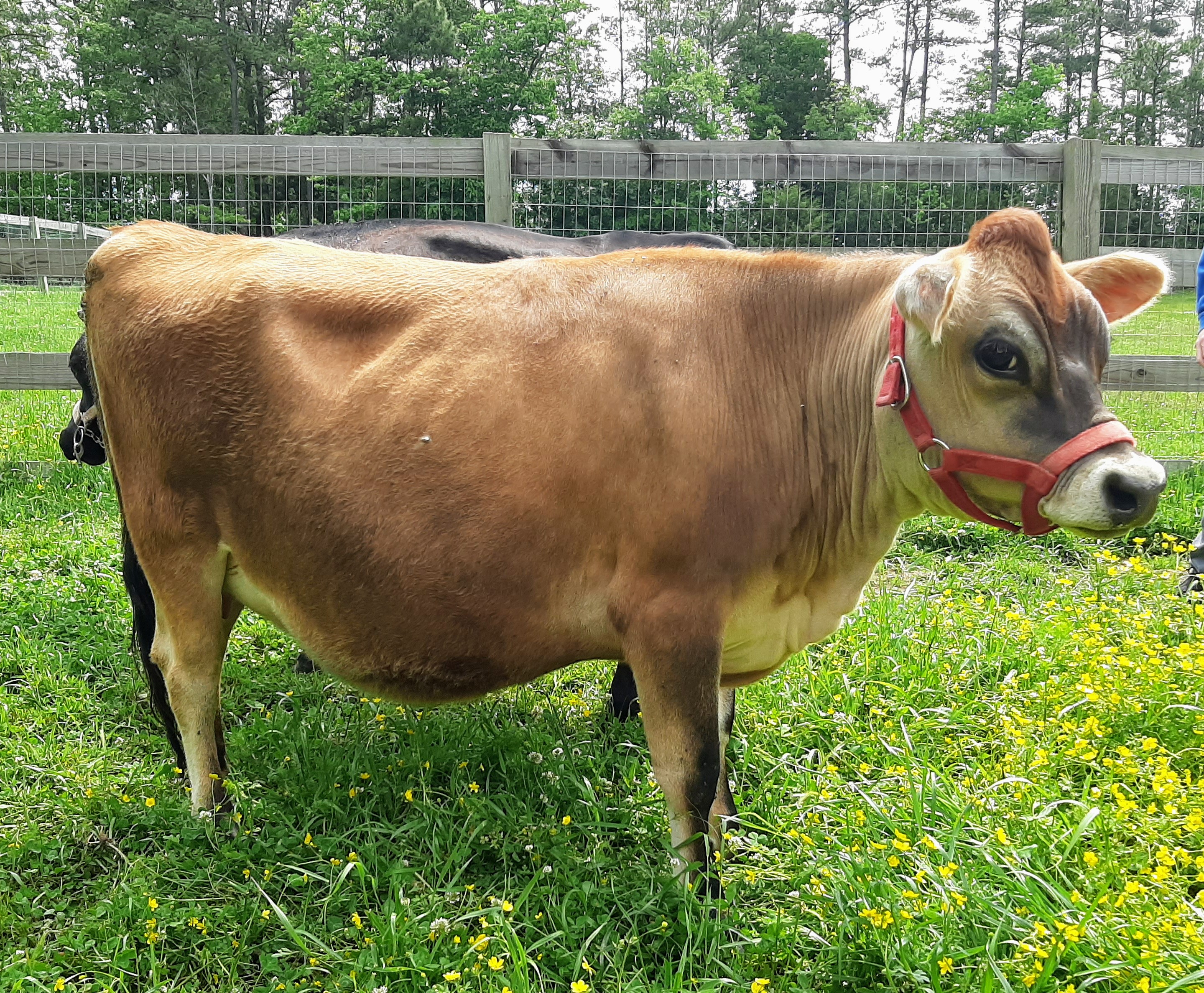 Maylee Farms Topaz-P, retired foundation mini Jersey at Oak Spring Meadows Farm
