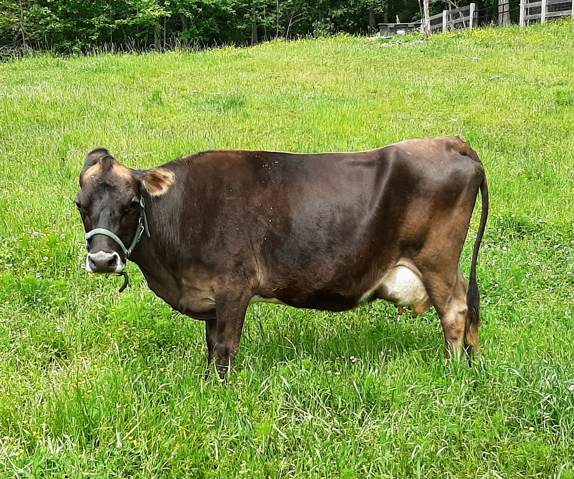 Taylor's Miss Tuddie-P (Rachel), retired mini Jersey at Oak Spring Meadows Farm