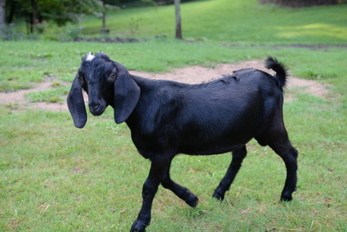 Stony Ridge's Figley at Oak Spring Meadows Farm