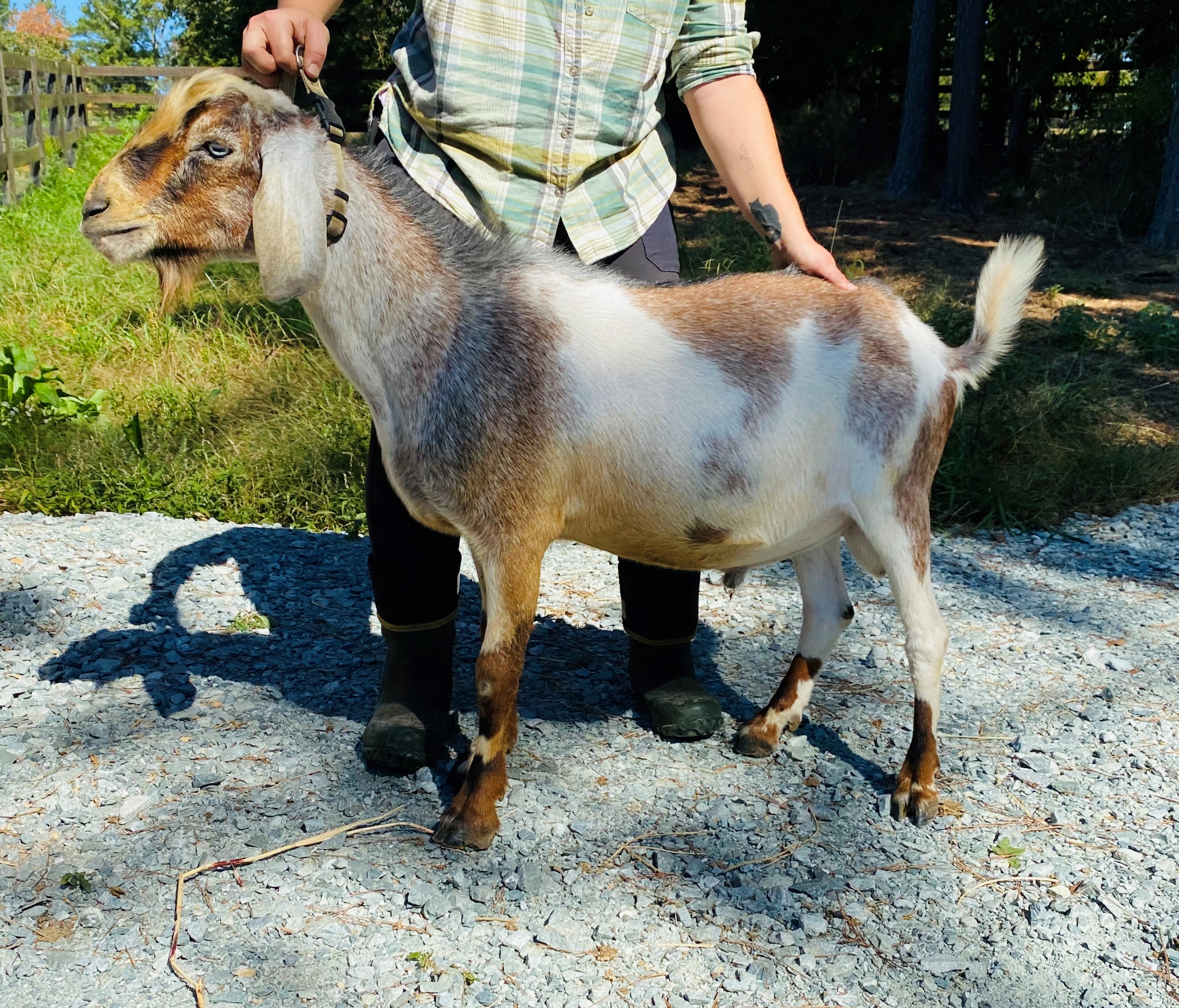 Goat Trails Texas Blue *B at Oak Spring Meadows Farm