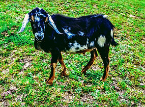 Tanbrit Tiny's Otis at Oak Spring Meadows Farm