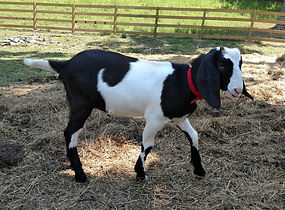 Ginger Top Farm Cadbury Blue at Oak Spring Meadows Farm