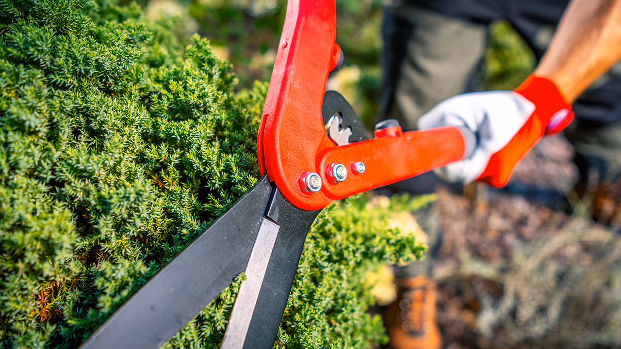 Professional bush trimming and hedge shaping by Iron Wolf Land Management