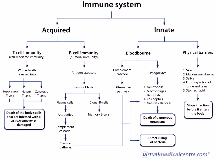 A flowchart of the immune system from HealthEngine: workflow diagrams
