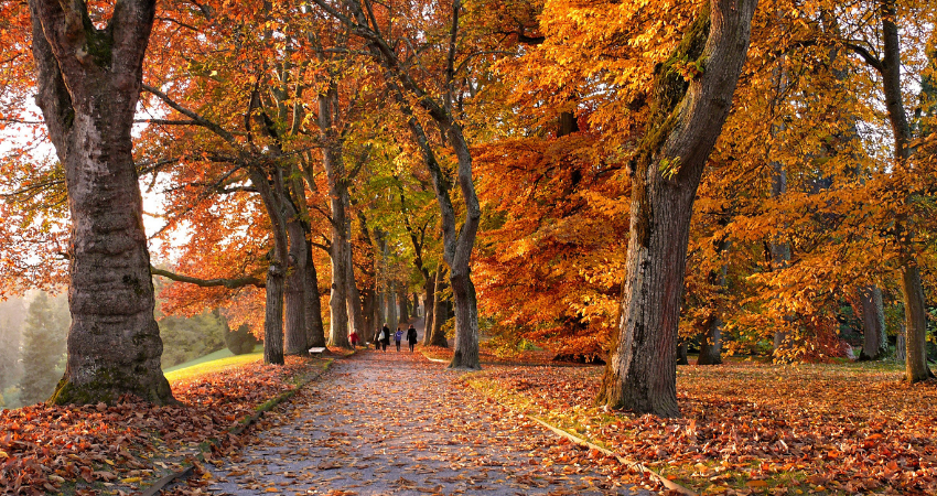 Autumn Maintenance Tips for Business Owners