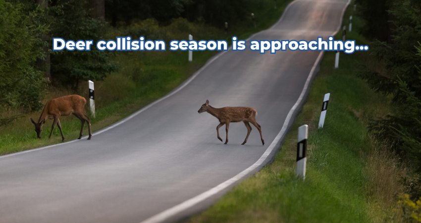 Does Car Insurance Cover Hitting a Deer in Michigan?
