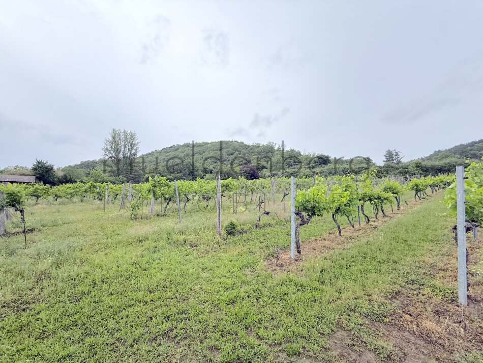 1/4 Anteil Weingarten in Langenzersdorf – 2003m² zum Top-Preis!