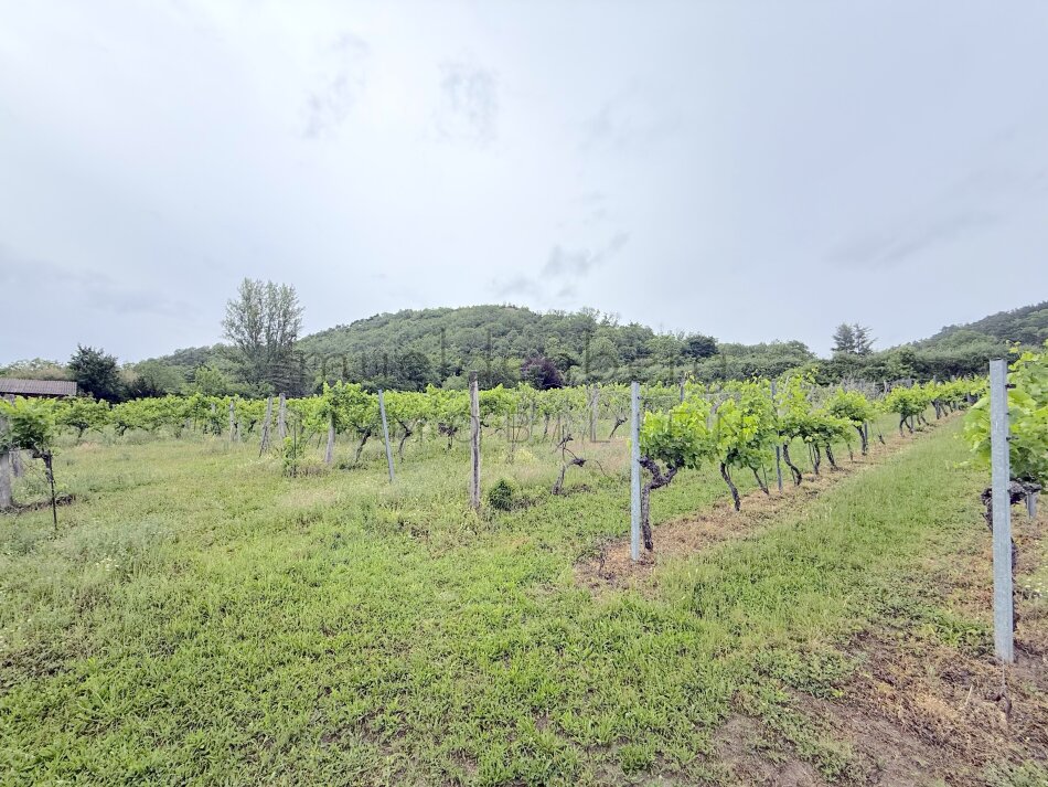 1/4 Anteil Weingarten in Langenzersdorf – 2003m² zum Top-Preis!