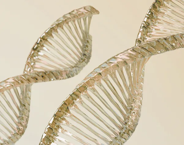 Close-up of two transparent DNA double helix models on a light background.