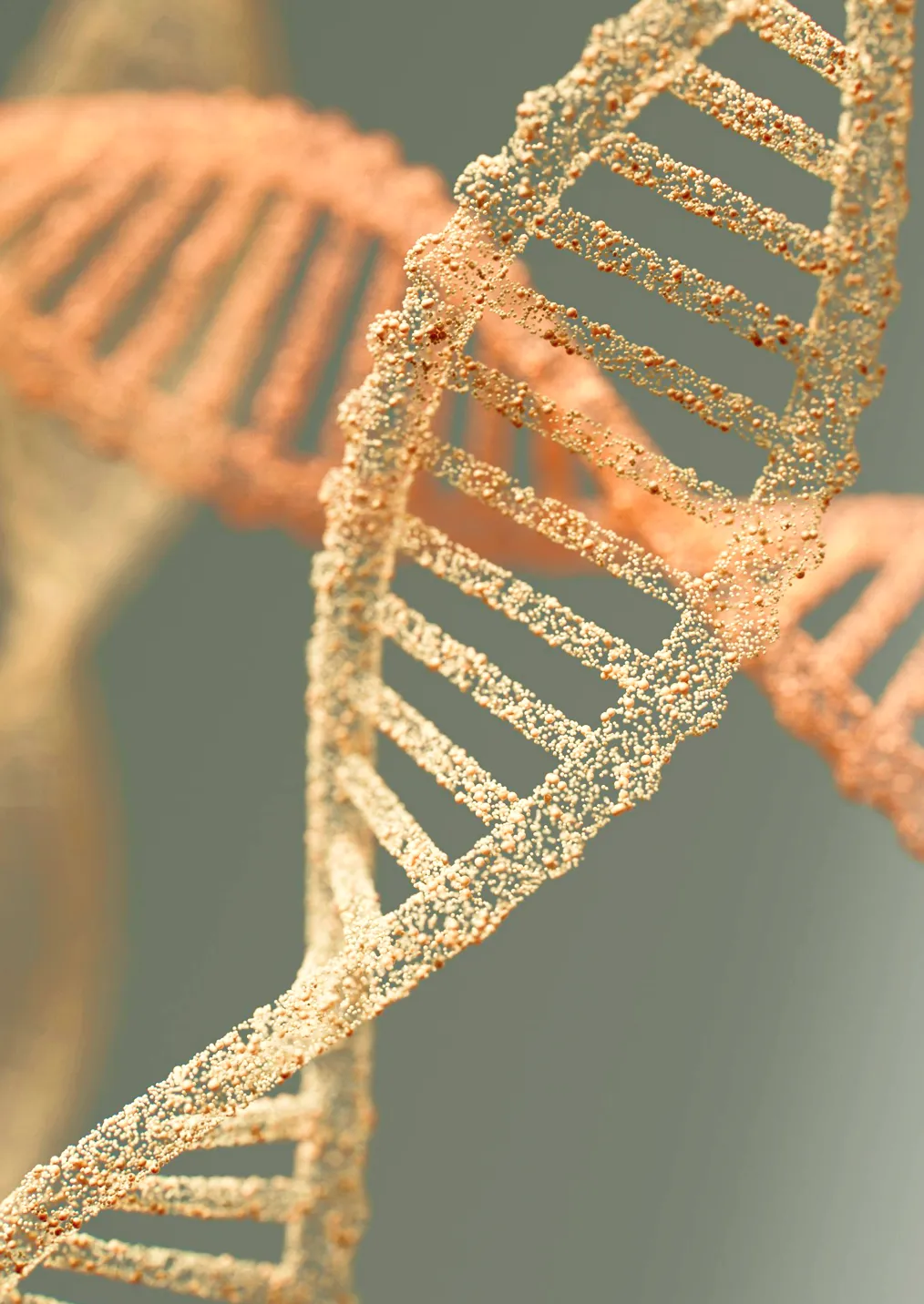Close-up of a glowing, golden DNA double helix strand against a muted gray background.