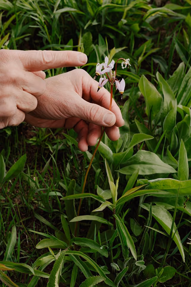 Hand pointing to and holding a small pink flower among green leaves and grass.