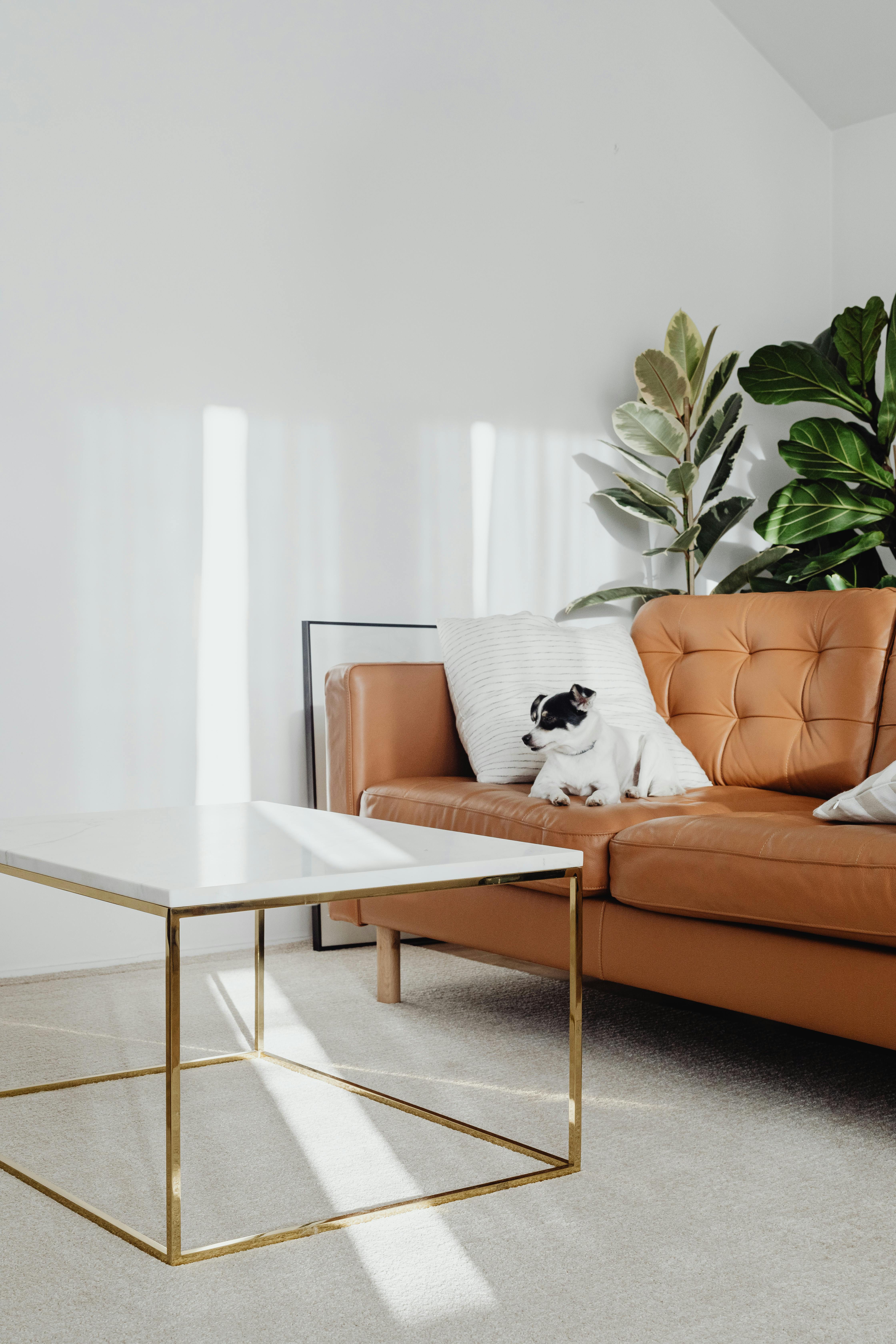 Dog on couch in a clean living room