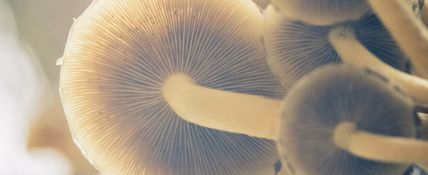 Close-up view of mushroom gills and stems showing intricate patterns beneath caps. (doncoombez, unsplash)