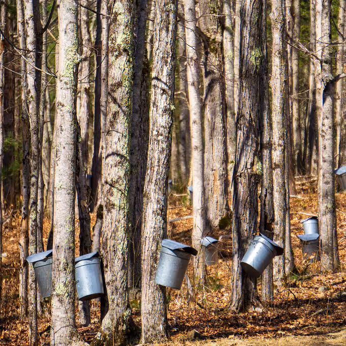 Maple trees with metal sap buckets attached for collecting sap in a forest. (Matt Barnard, pexels)
