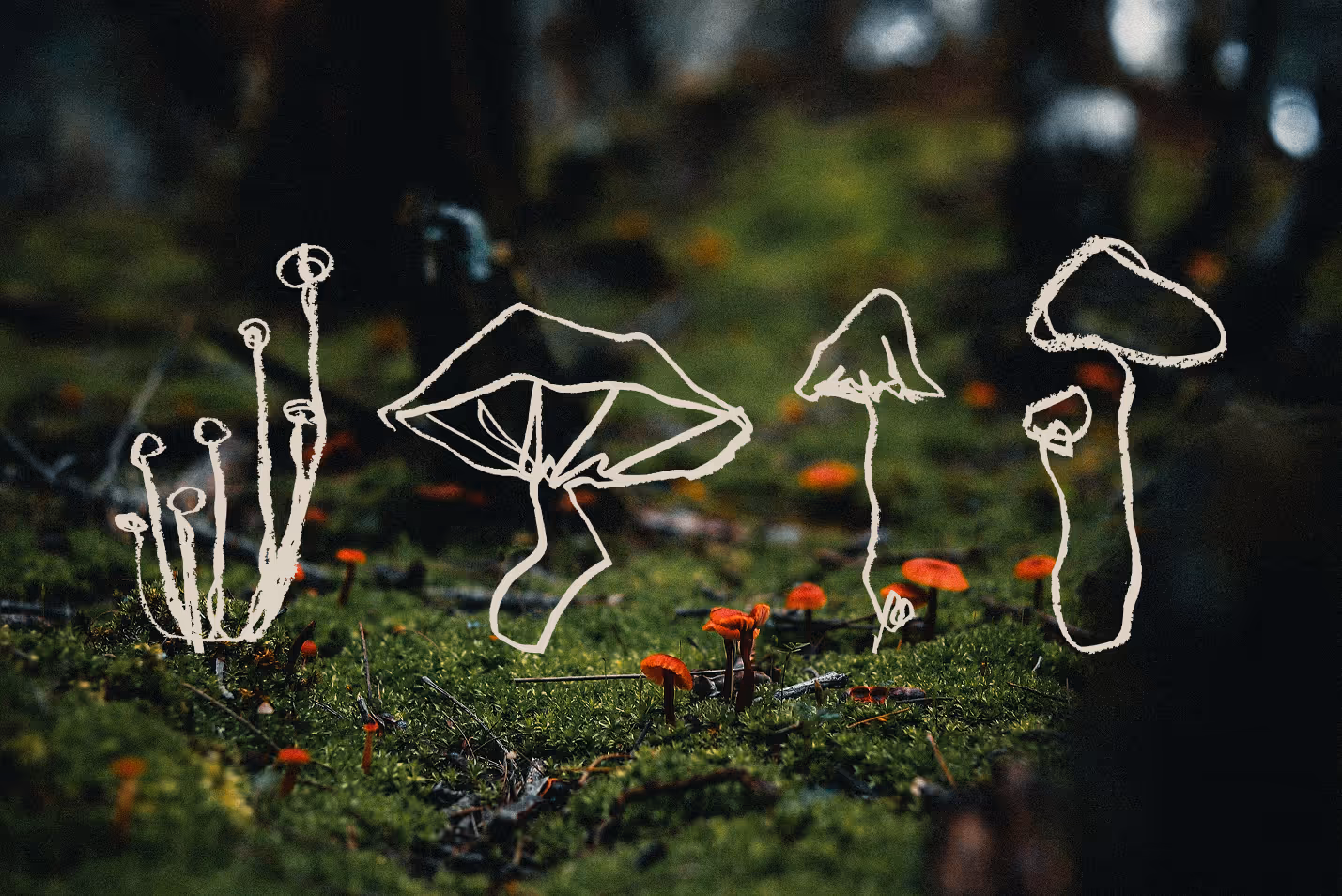 Red mushrooms growing on mossy forest floor with white sketches of various mushroom shapes overlaid. (Ahmed Zayan)