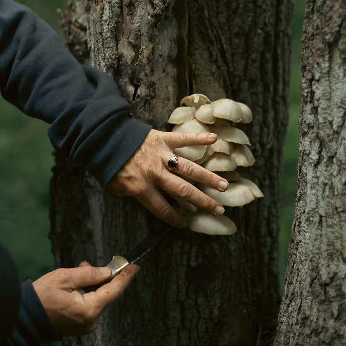 Hand cutting mushrooms off a tree in the forest with small knife. (Fran Pa, unsplash)