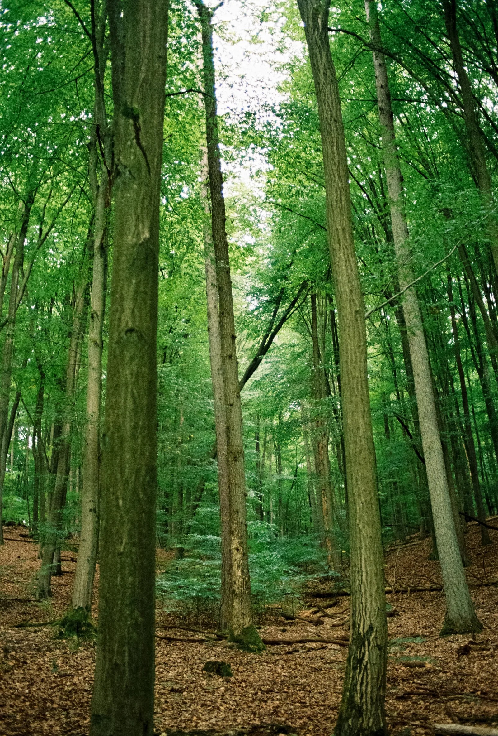 Grüner Wald mit hohen Bäumen und Laub bedecktem Boden im sanften Licht.
