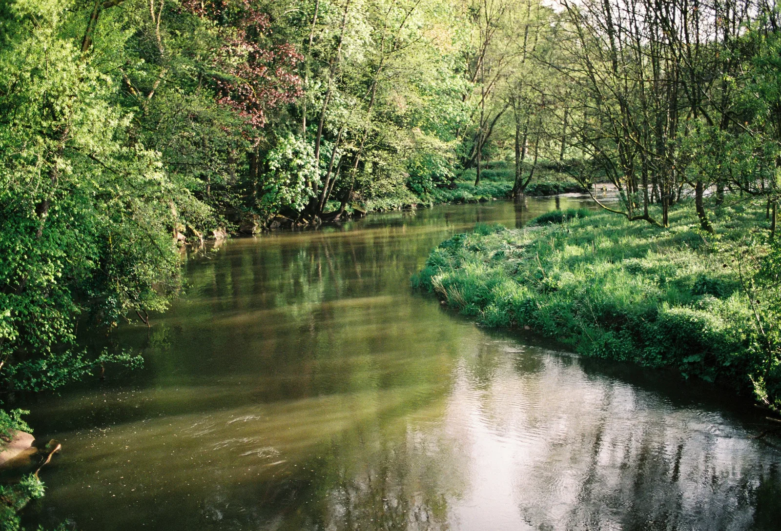 Fluss mit grünem Ufer und Bäumen in einem bewaldeten Gebiet bei Tageslicht.