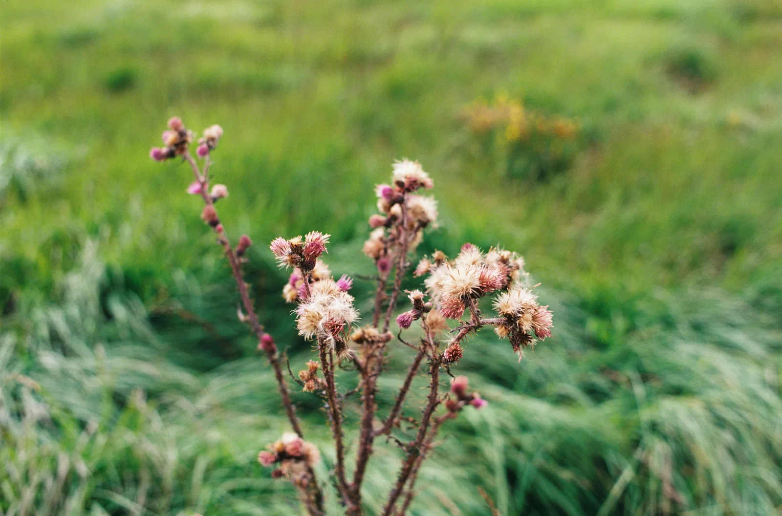 Nahaufnahme einer Distelpflanze mit violetten und weißen Blüten auf einer grünen Wiese.