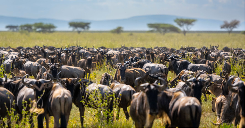 https://unsplash.com/photos/a-herd-of-wildebeest-gathered-in-a-grassy-savanna-rdX8KD9waUs