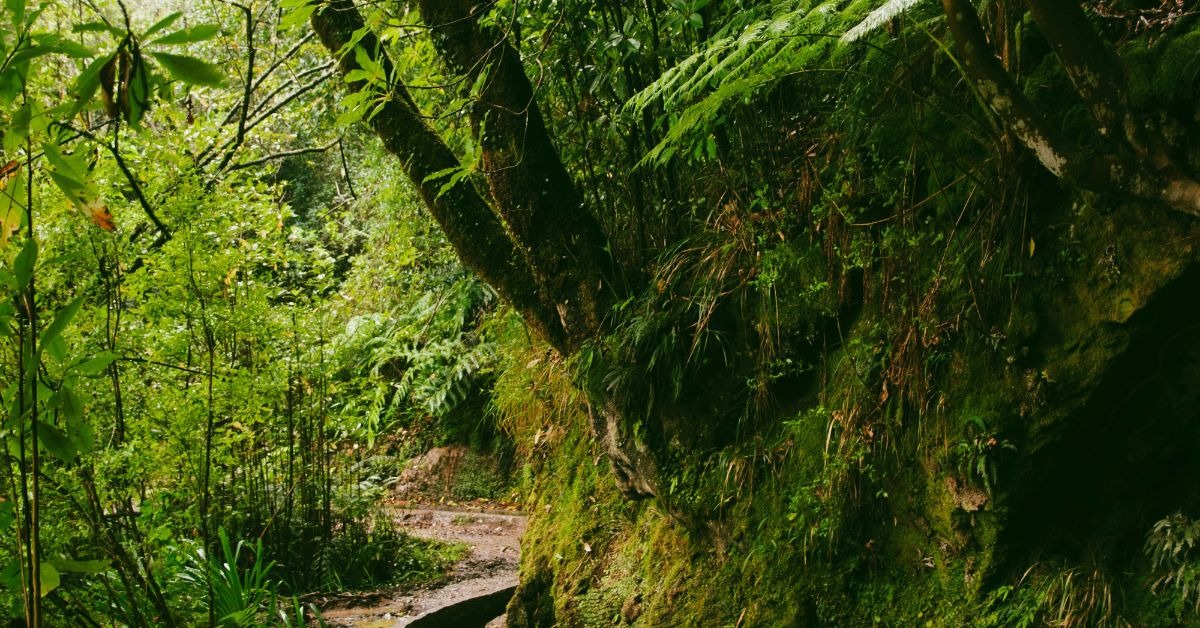 Green-hiking-path-in-Madeira-Portugal.