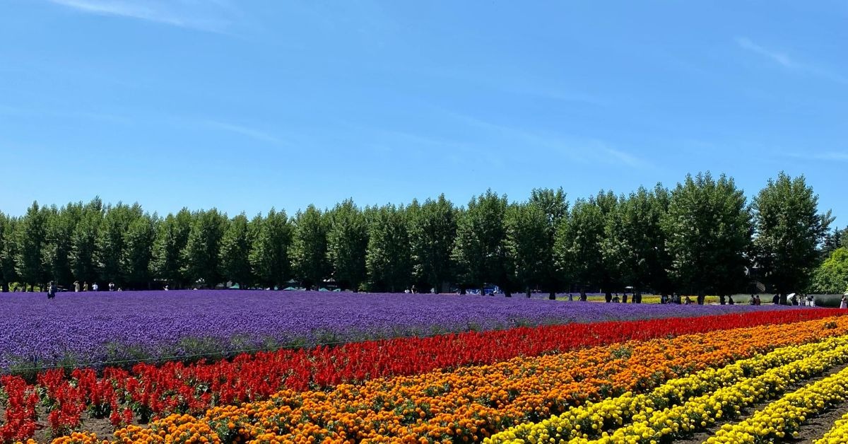 Colorful-tulip-fields-in-Nakafurano-Hokkaido.