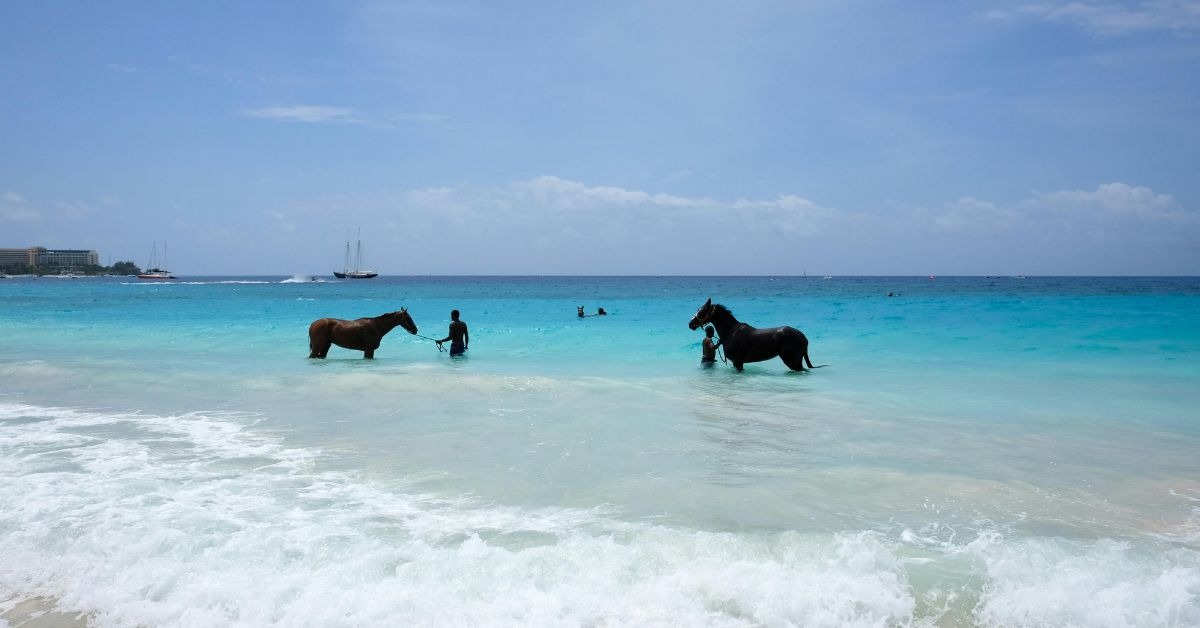 Barbados-beach-scene-with-horses-wading