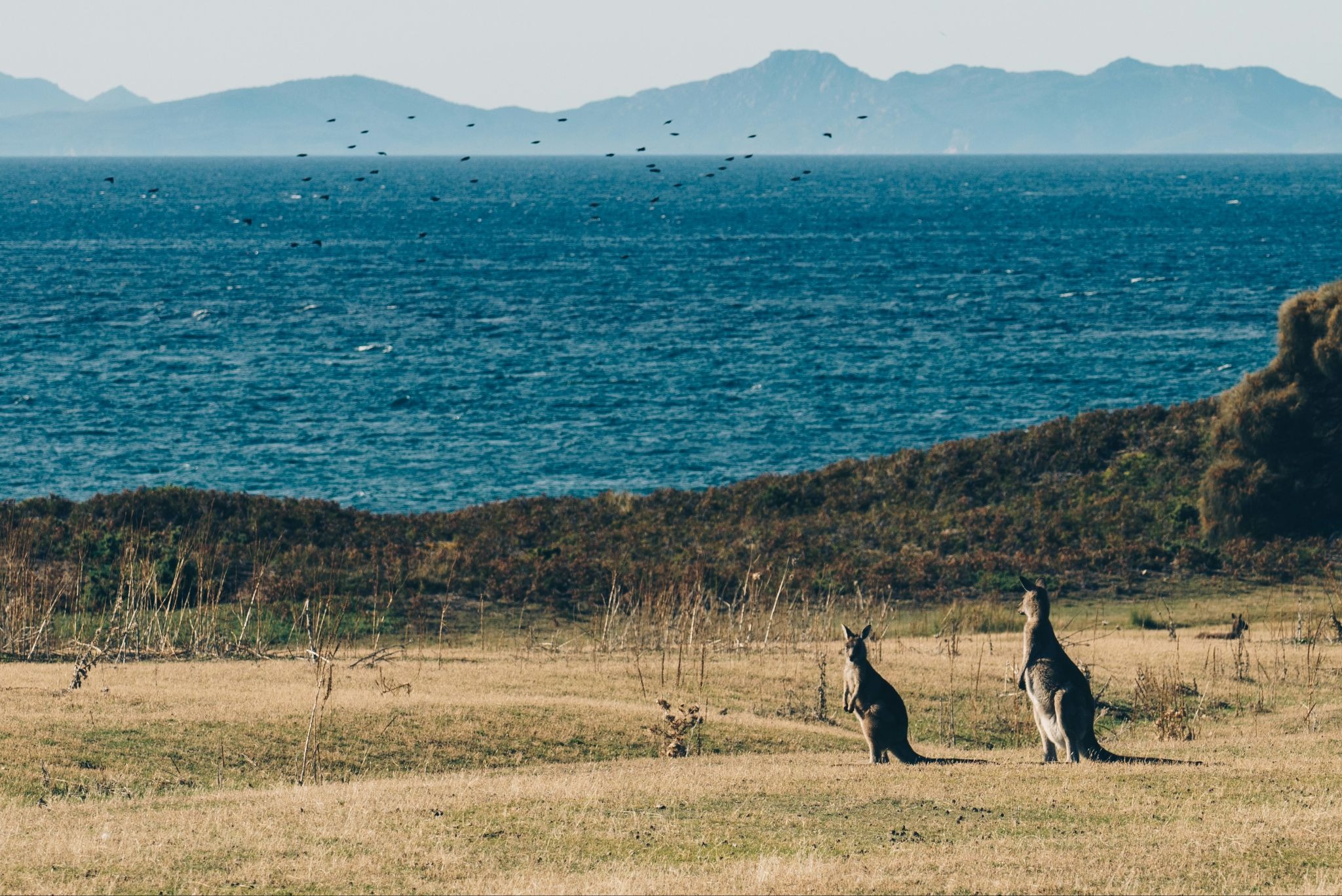 Kangaroos in Tasmania Island, Australia