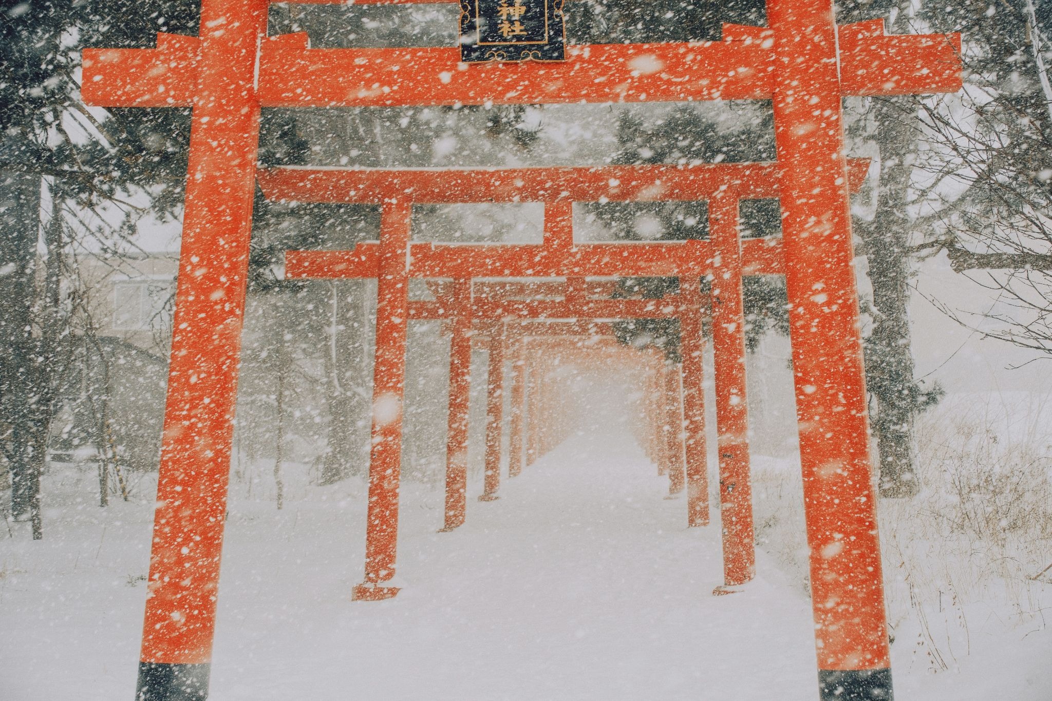 Red tori gates in Sapporo, Japan, during the snow storm
