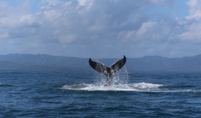 Humpback whale breaching above open ocean water.