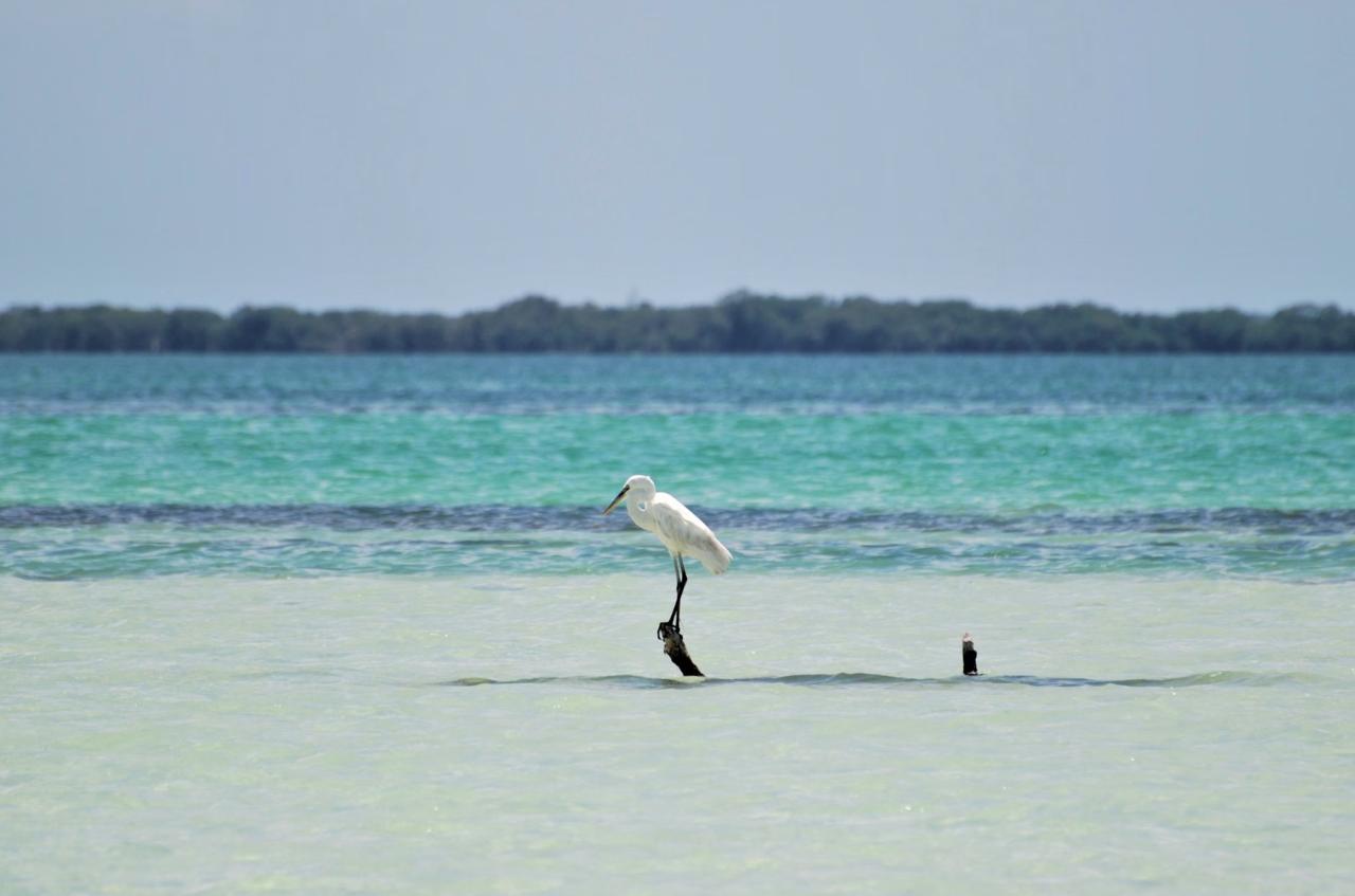 A white egret standing on a submerged post in clear turquoise shallow water with mangroves in the background Dominican Republic