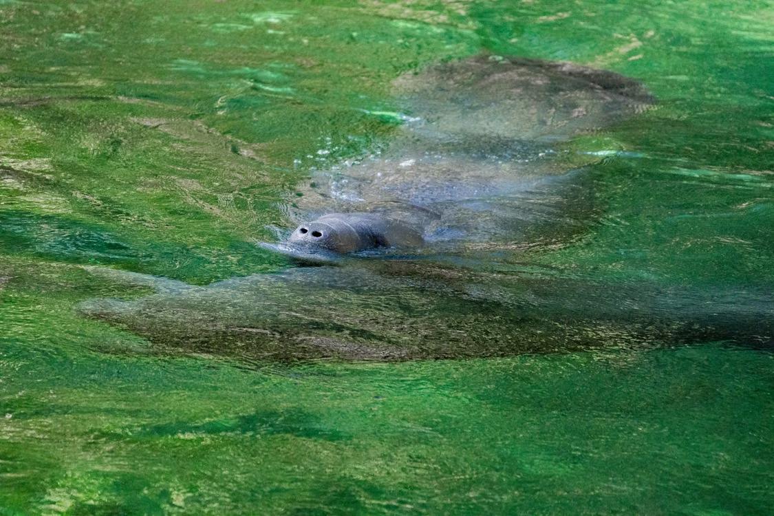 West Indian manatee surfacing in a tropical lagoon at Estero Hondo Marine Mammal Sanctuary Dominican Republic