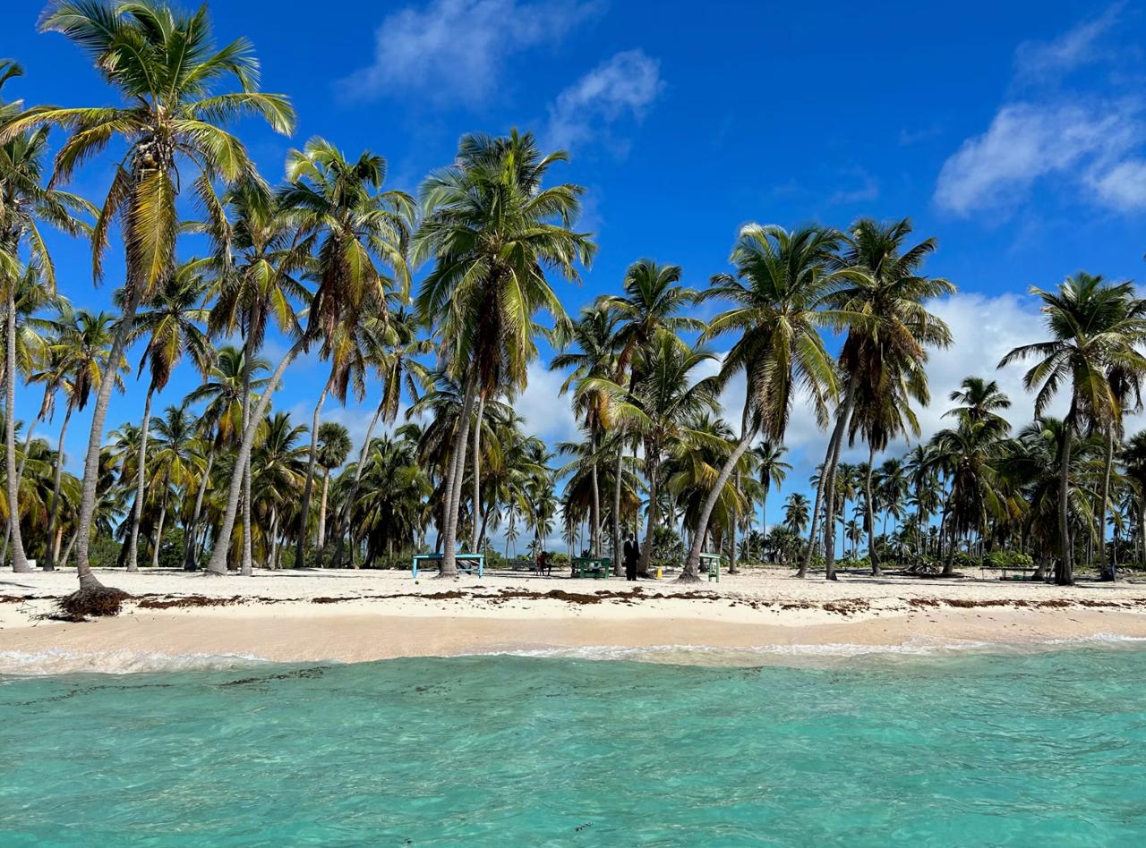 coconut trees on Saona Island white beach