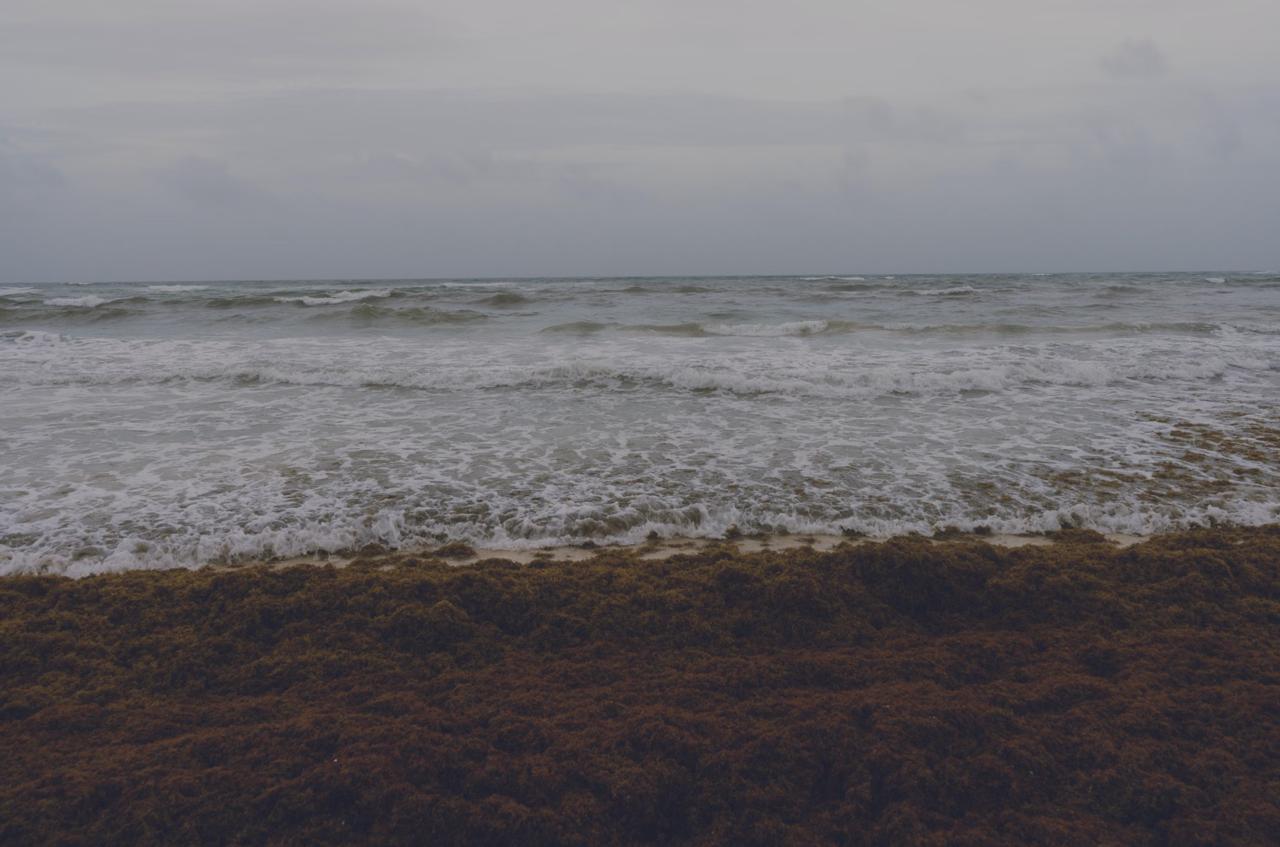 Brown sargassum seaweed washed along the shoreline of a Dominican Republic east coast beach in summer