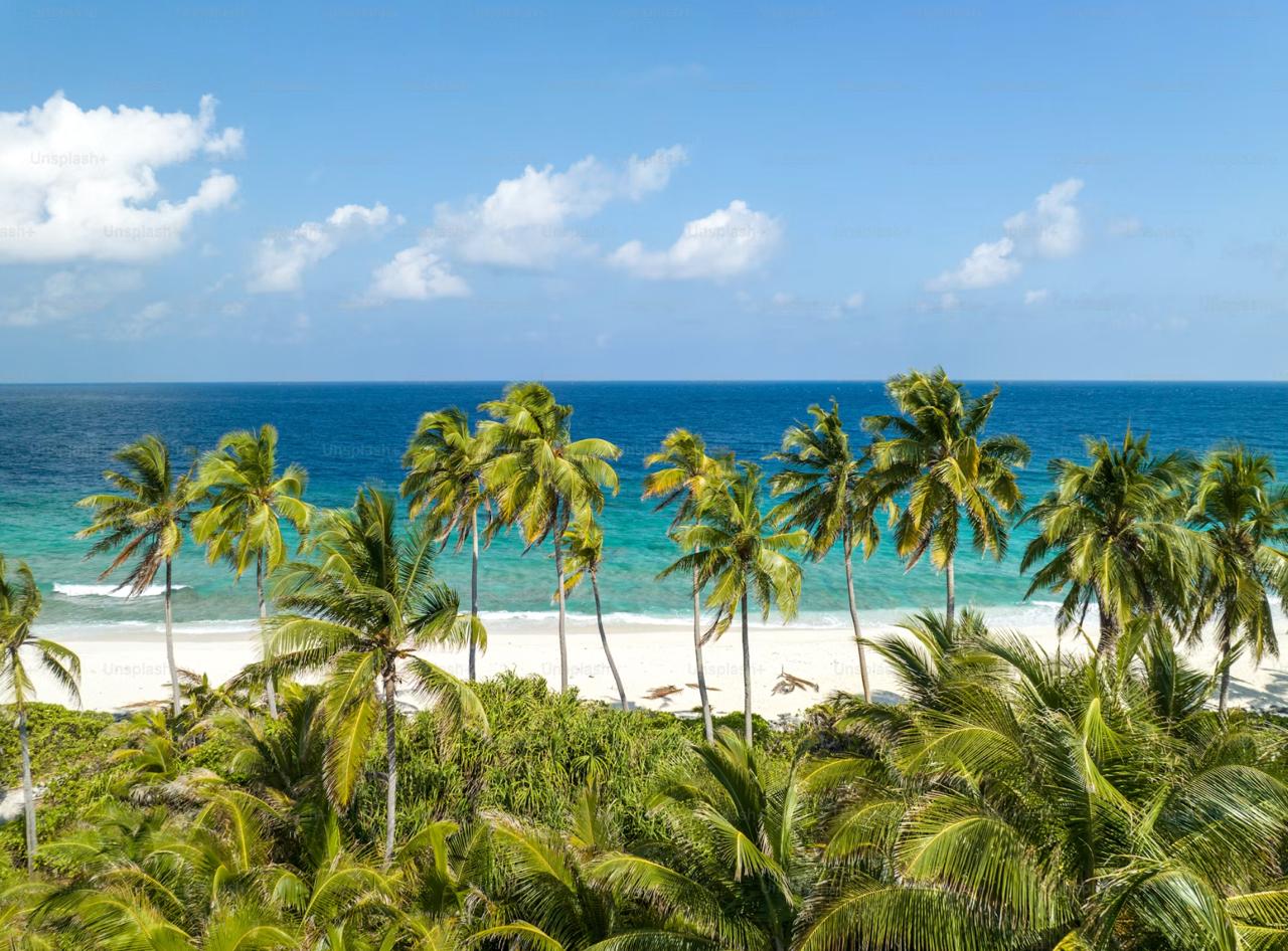 Palm-lined beach and clear water Florida Keys