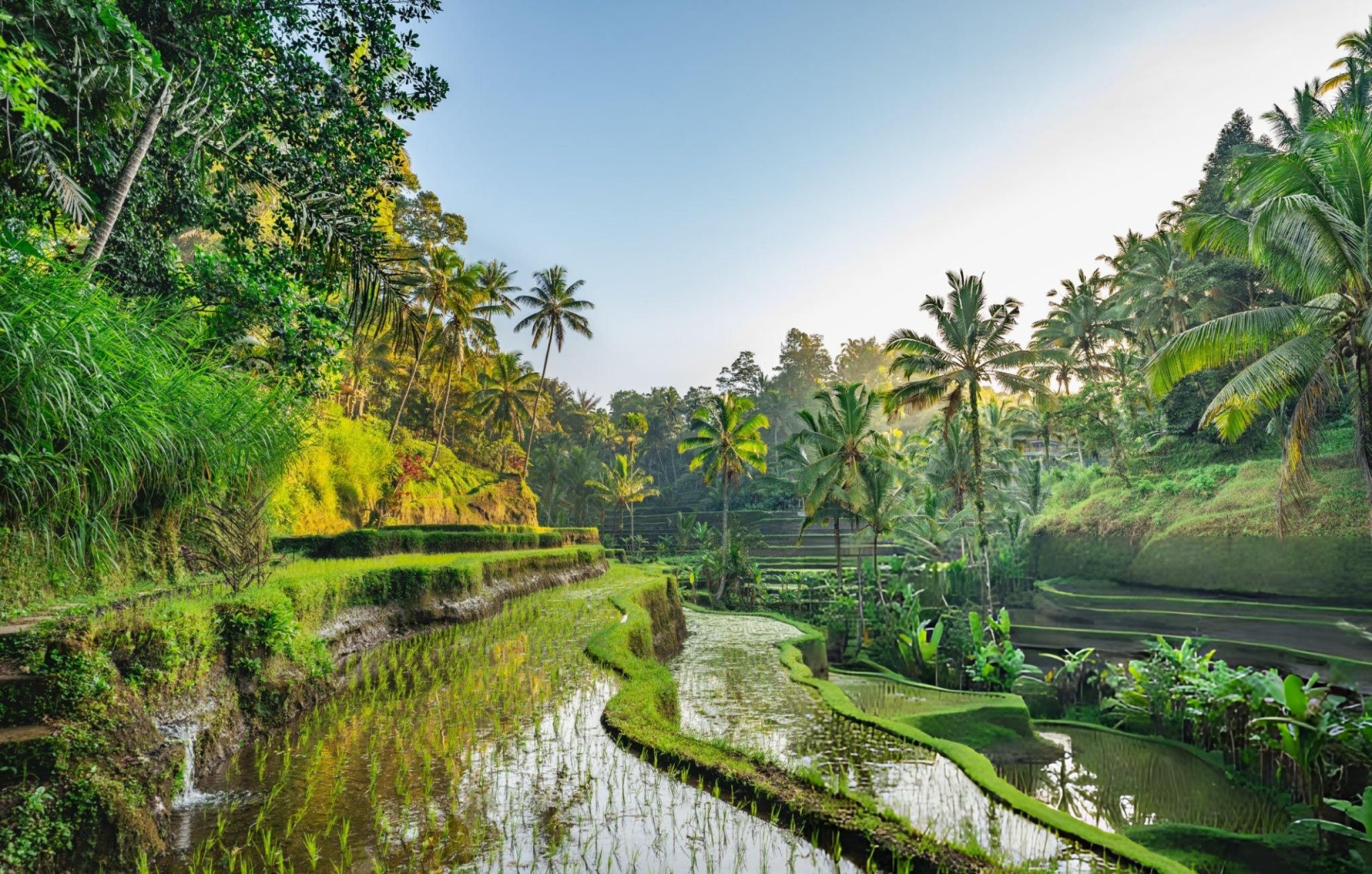 Rice Terrace in Tegalalang, Bali, Indonesia