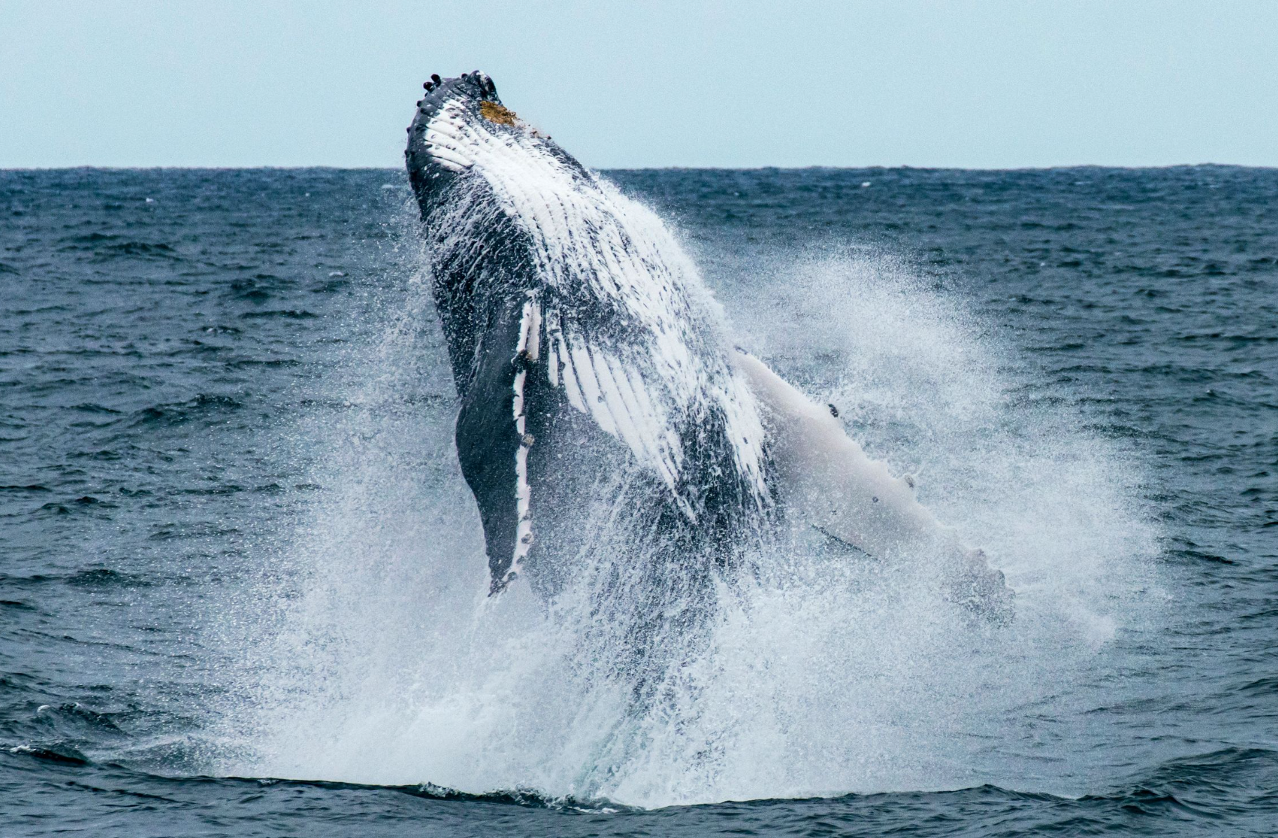 Humpback whale breaching in calm bay water