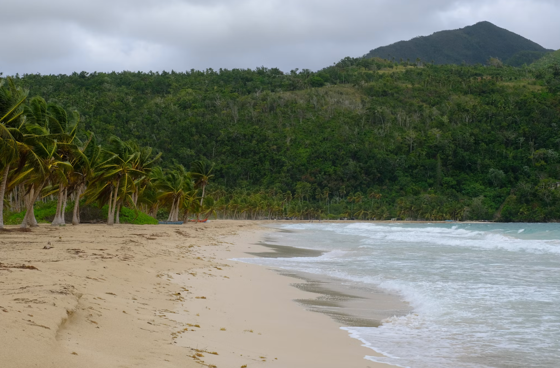 Empty white sand beach with leaning palms