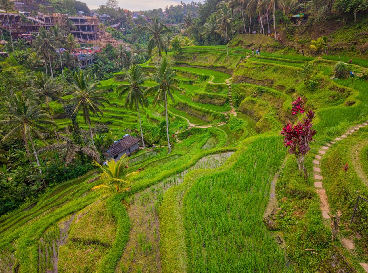 Scenic walk through terraced emerald green rice paddies near Canggu Bali