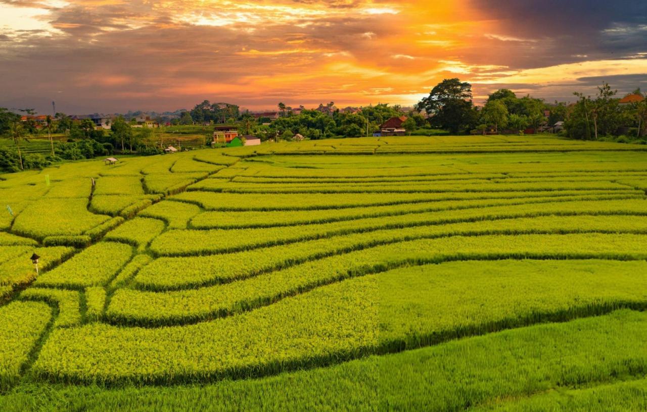 Bali - sunset over the rice fields in Canggu, view from above.