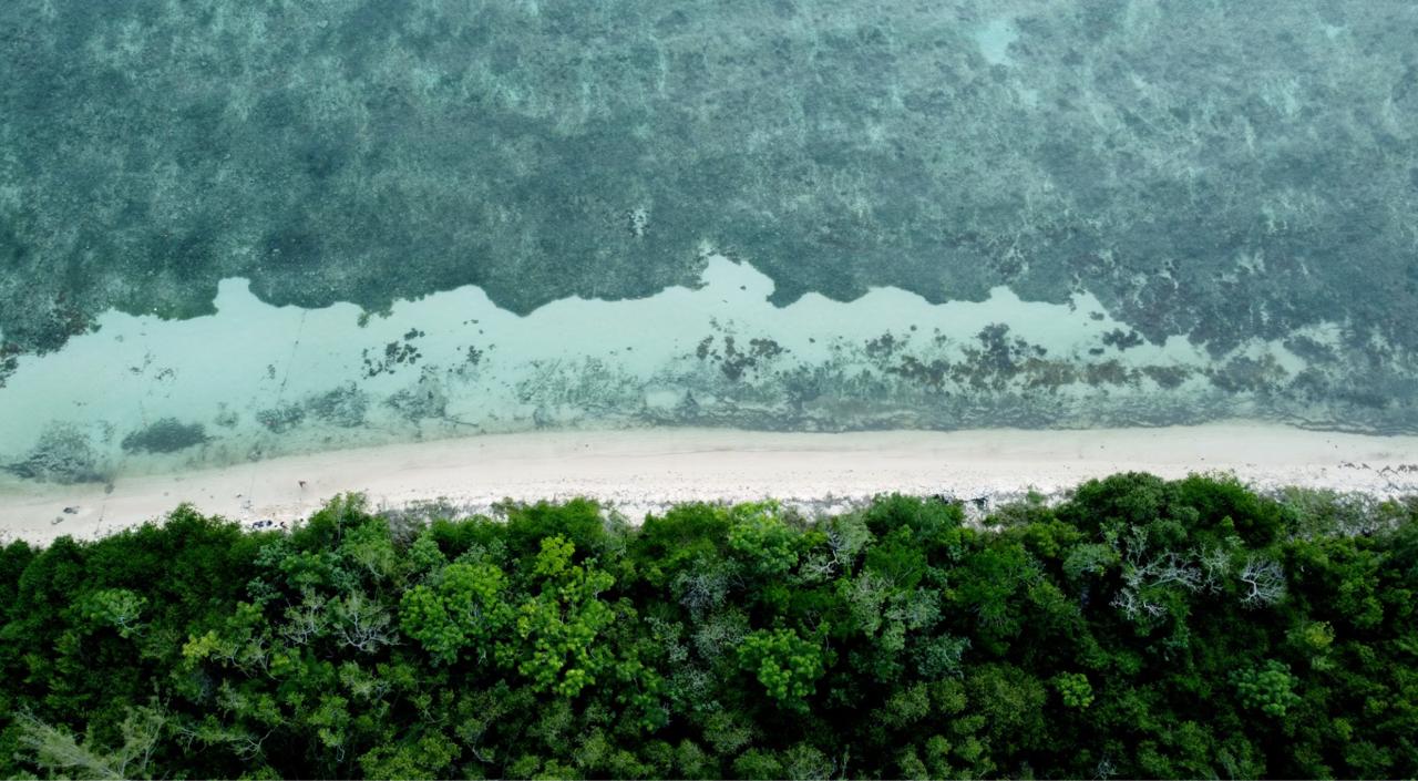 Overhead aerial of the Mesoamerican Reef meeting a thin strip of white sand backed by dense green jungle.