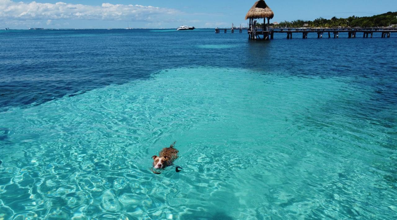 A dog swimming in clear, shallow turquoise water off Isla Mujeres, with a thatched-roof palapa pier and a boat in the background.