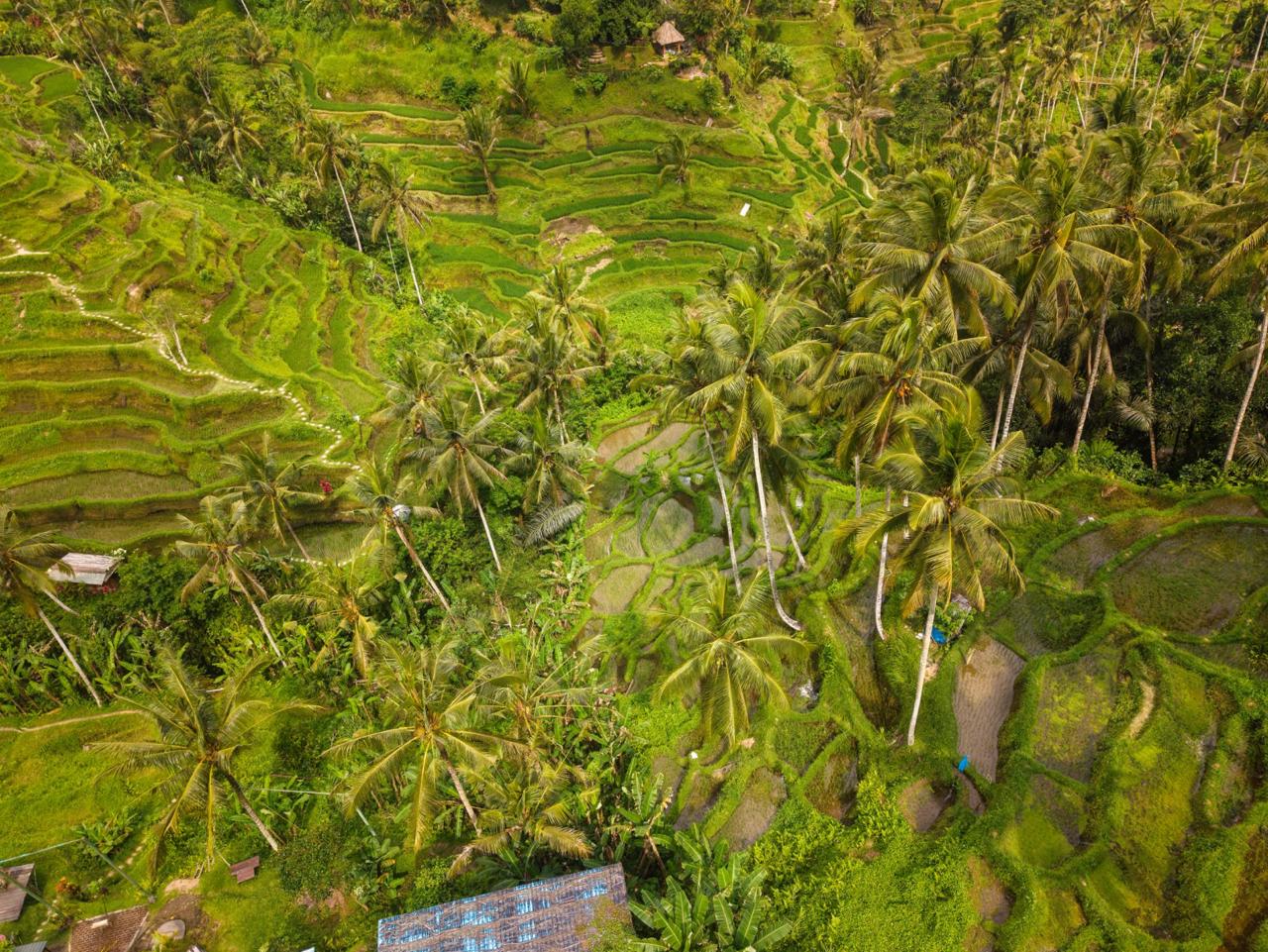 Tegallalang Rice Terraces in Ubud with traditional Balinese landscape