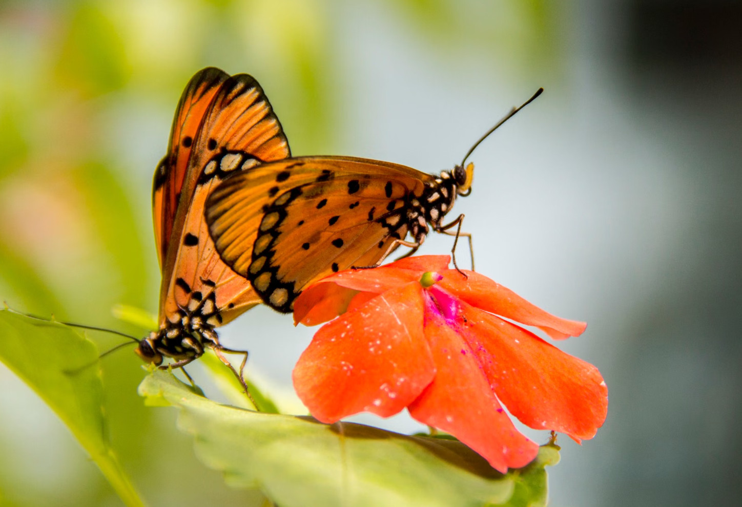 Two orange butterflies resting on a bright red flower